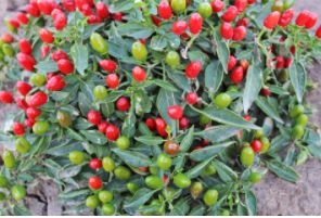 NuMex Christmas