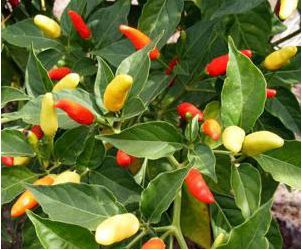 Tabasco