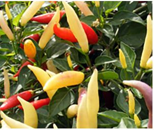 Aji Omnicolor Aji Omnicolor