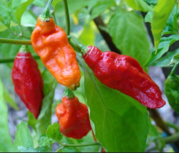 Bhut Jolokia (Ghost Pepper) Bhut Jolokia (Ghost Pepper)