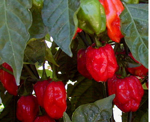 Red Caribbean Habanero Red Caribbean Habanero