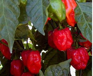 Red Caribbean Habanero Red Caribbean Habanero