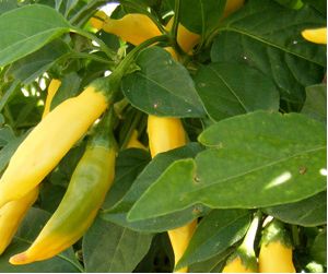 Aji Limon