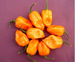 Orange Habanero Orange Habanero