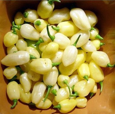 White Habanero White Habanero