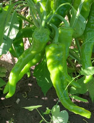 Espanola Select