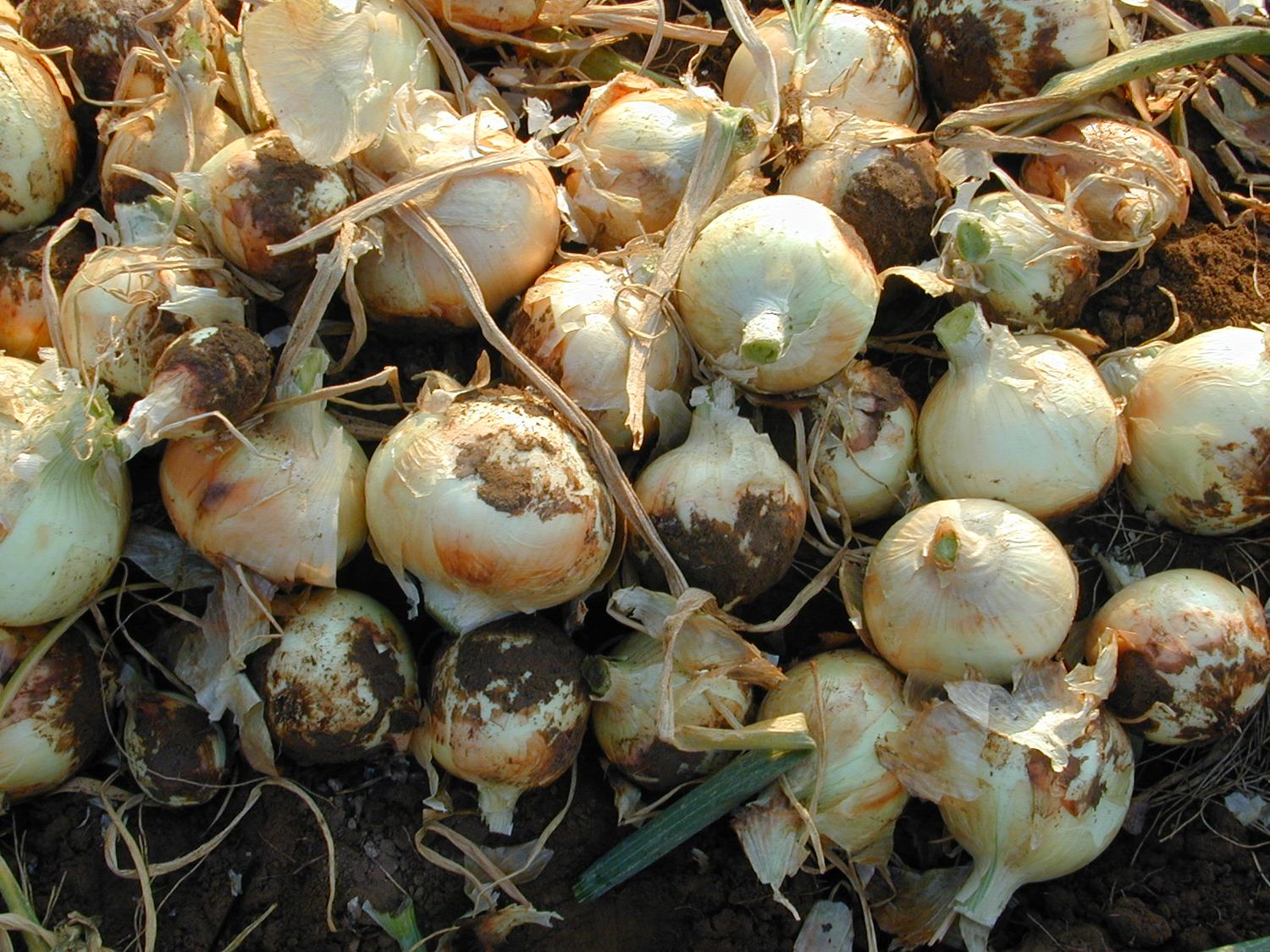 NuMex Freedom Onion