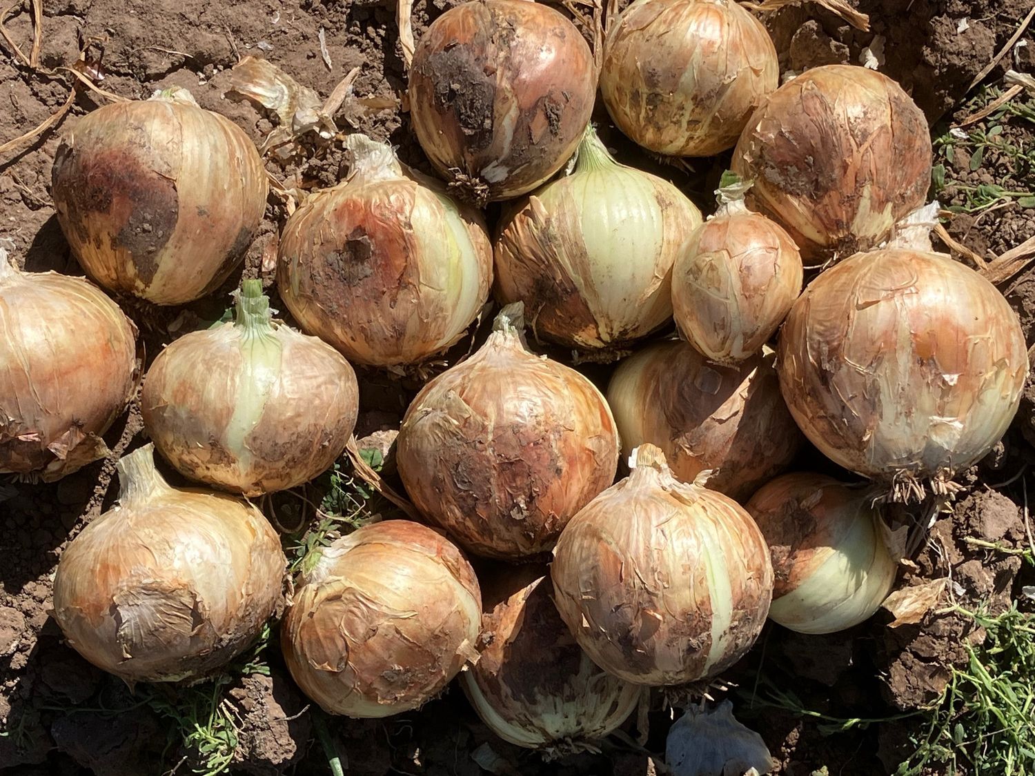NuMex Chaco Onion