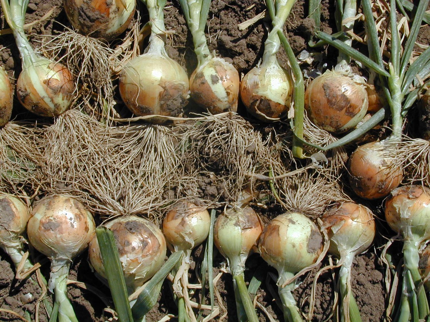 NuMex Starlite Onion