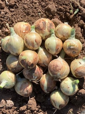 NuMex Camino Onion NuMex Camino Onion