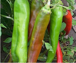 Bulk NuMex Big Jim Bulk NuMex Big Jim