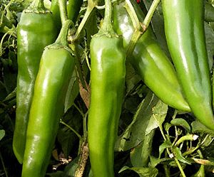 Bulk NuMex Sandia Select