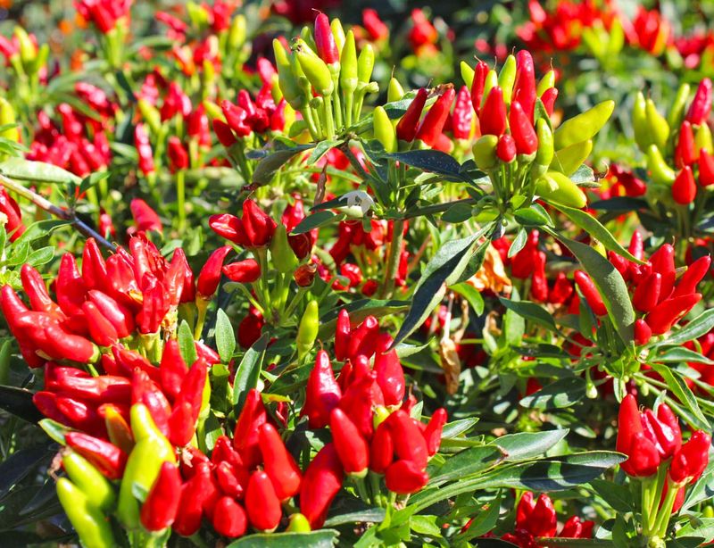 Bulk NuMex Chinese New Year