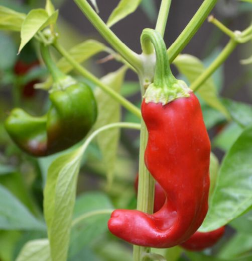 Bulk Barker's Hot