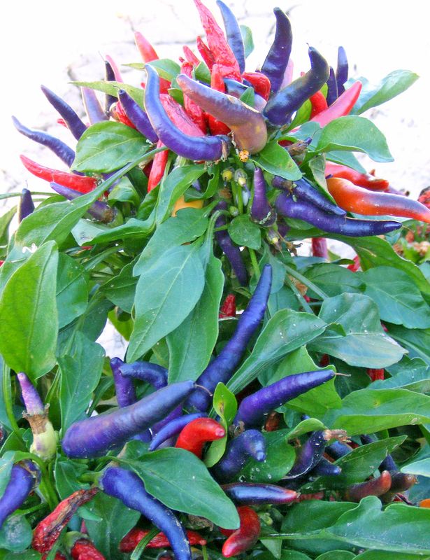 Bulk NuMex April Fool's Day