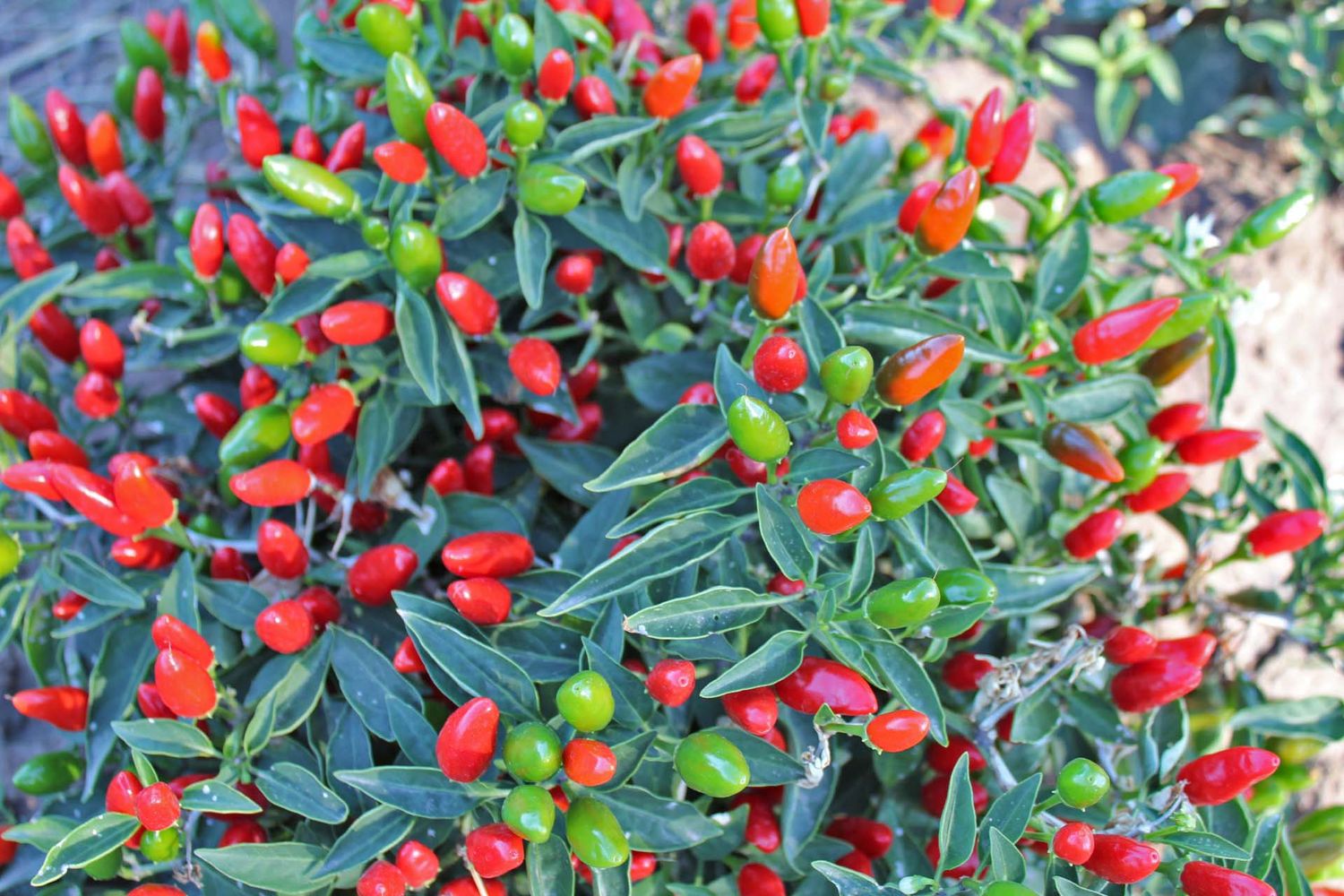 Bulk NuMex Christmas Bulk NuMex Christmas