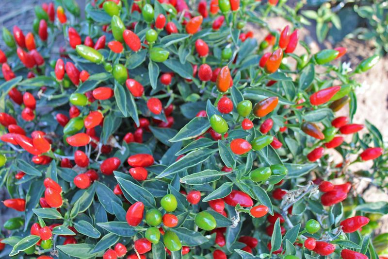 Bulk NuMex Christmas