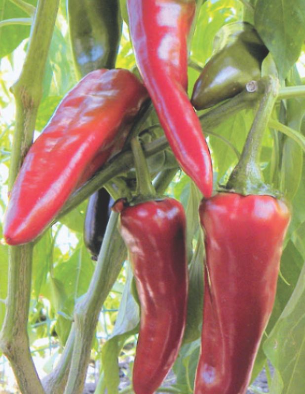 Bulk NuMex Espanola Improved