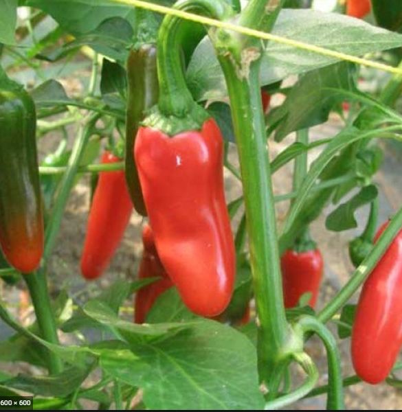 Bulk NuMex Primavera