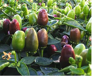 Bulk NuMex Earth Day