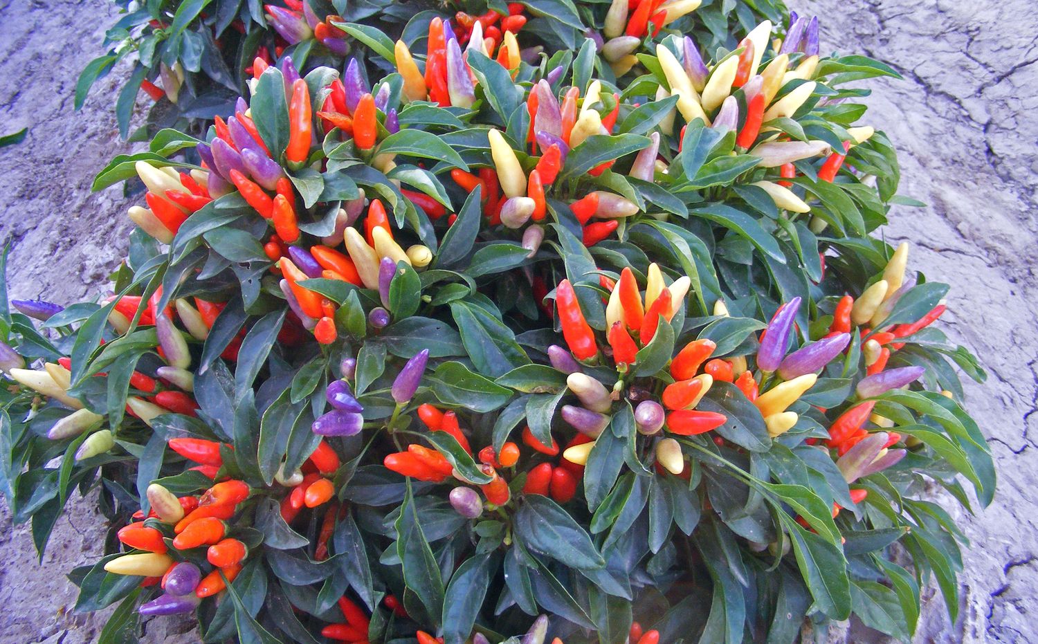 Bulk NuMex Easter Bulk NuMex Easter