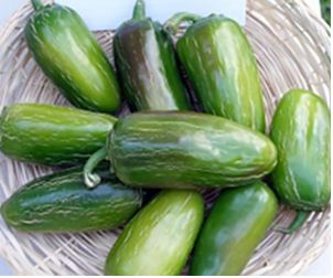Bulk NuMex Jalmundo Bulk NuMex Jalmundo
