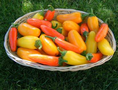 Bulk NuMex Jalapeno Spice Mix
