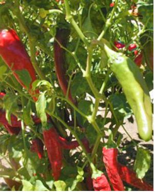 Bulk NuMex Sweet