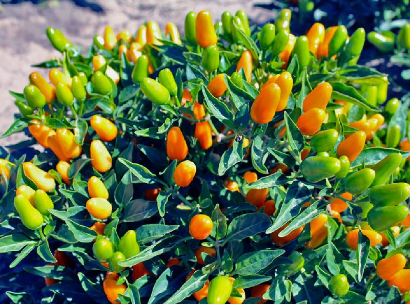 Bulk NuMex St. Patrick's Day