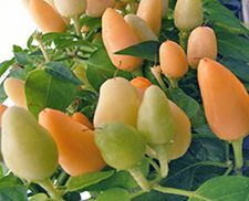 Bulk NuMex Summer Solstice