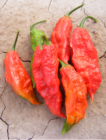 Bulk Bhut Jolokia (Ghost Pepper)