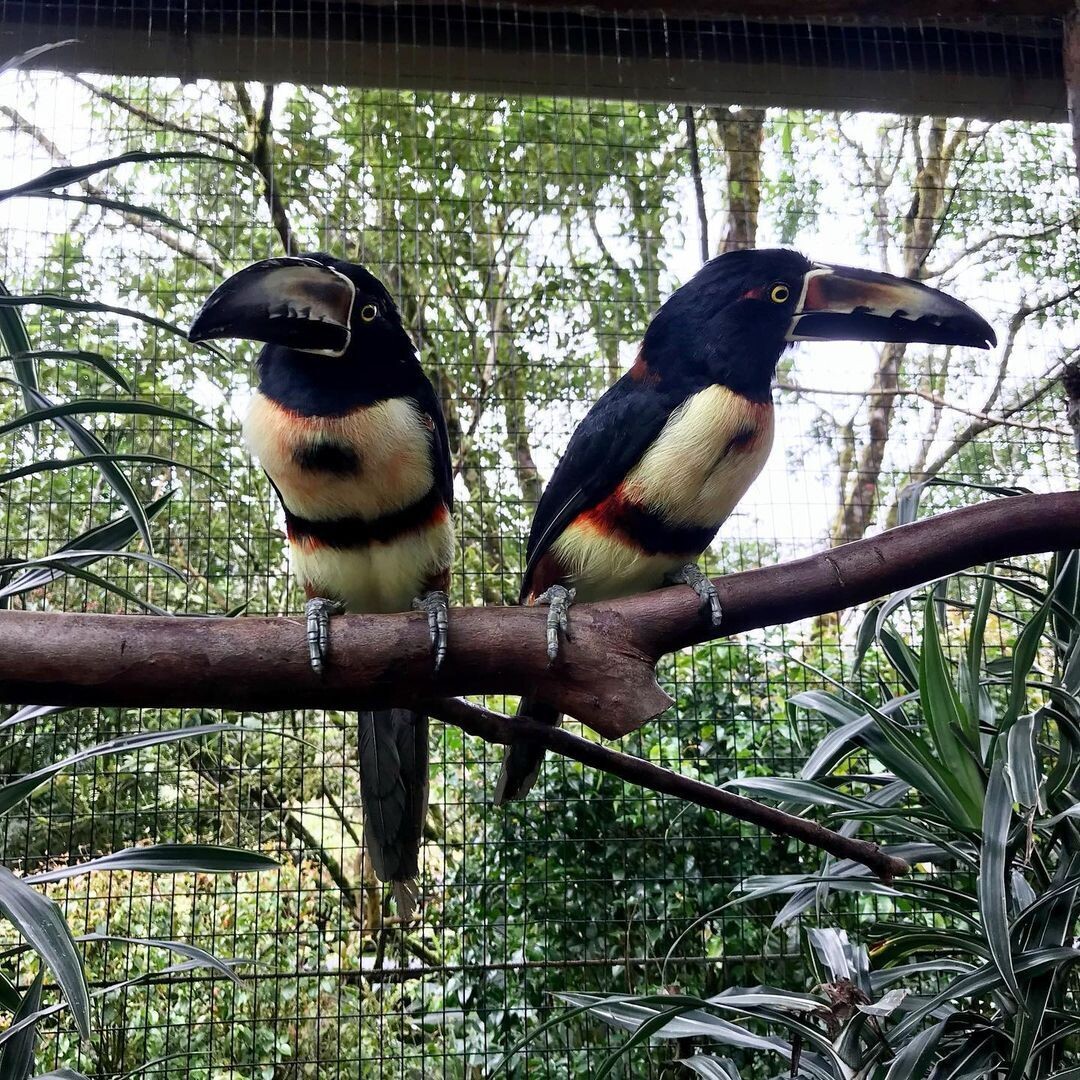 TOUCAN PARROT/TOCO