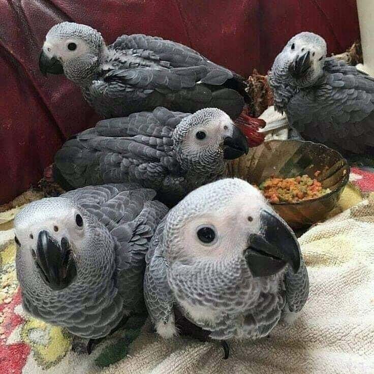 AFRICAN GREY PARROT