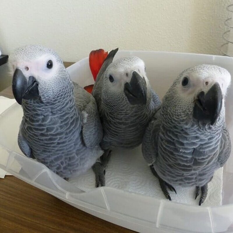 AFRICAN GREY PARROT