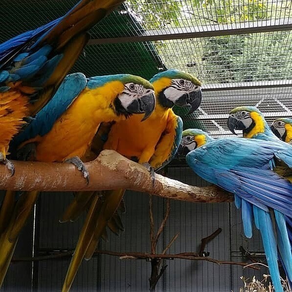 Blue &amp; Gold, Blue throated, Greenwinged, Hyacinth, Scarlet Macaw