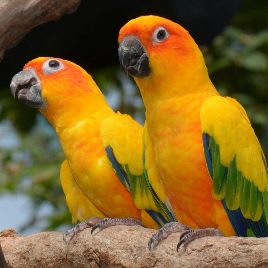 RINGNECK PARAKEET/COCKATIELS/CONURES