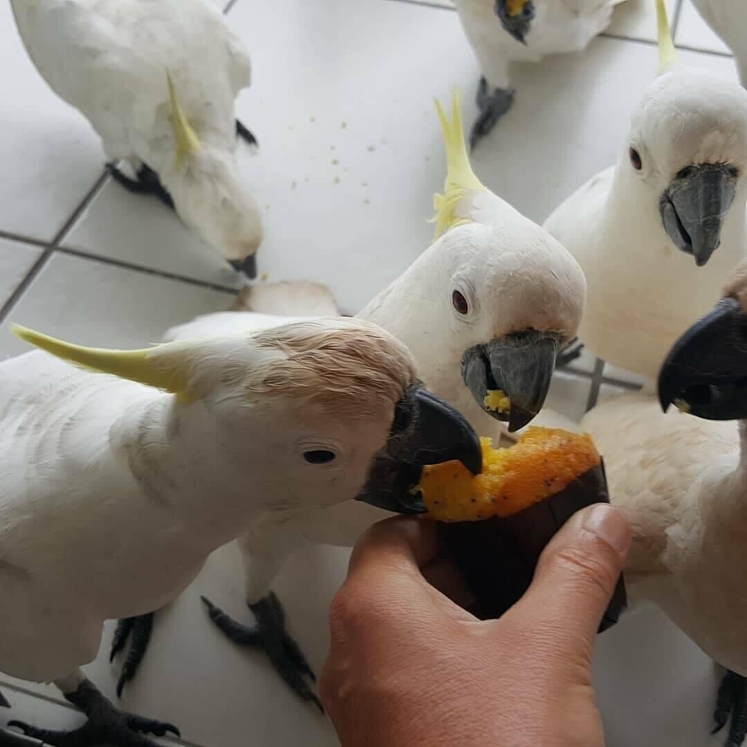 COCKATOO PARROTS
