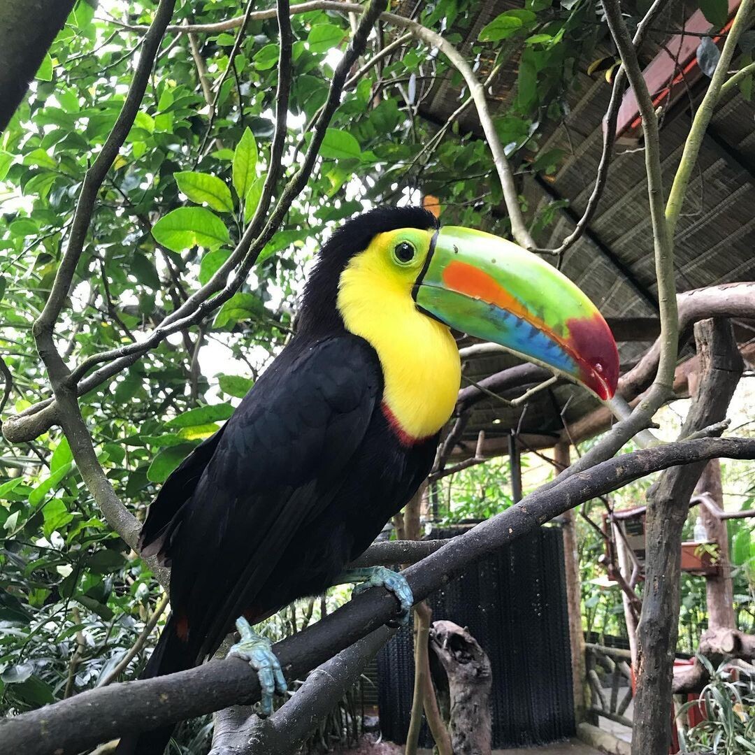 TOUCAN PARROT/TOCO
