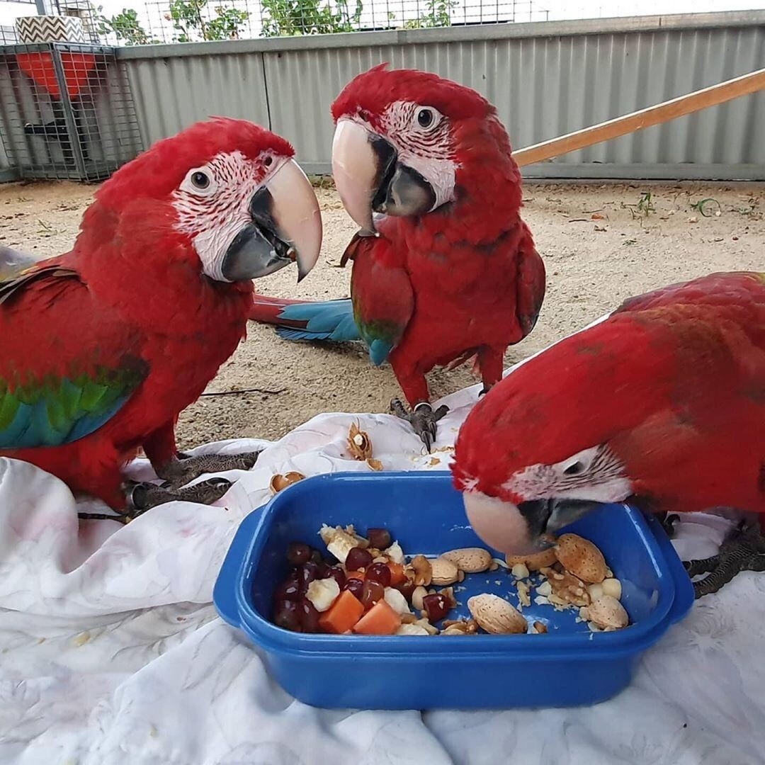Blue &amp; Gold, Blue throated, Greenwinged, Hyacinth, Scarlet Macaw
