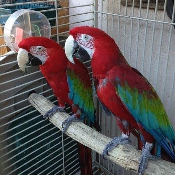 Blue &amp; Gold, Blue throated, Greenwinged, Hyacinth, Scarlet Macaw