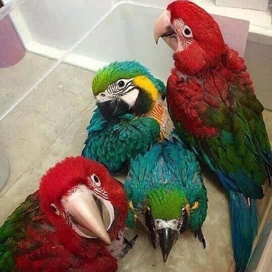 Blue &amp; Gold, Blue throated, Greenwinged, Hyacinth, Scarlet Macaw