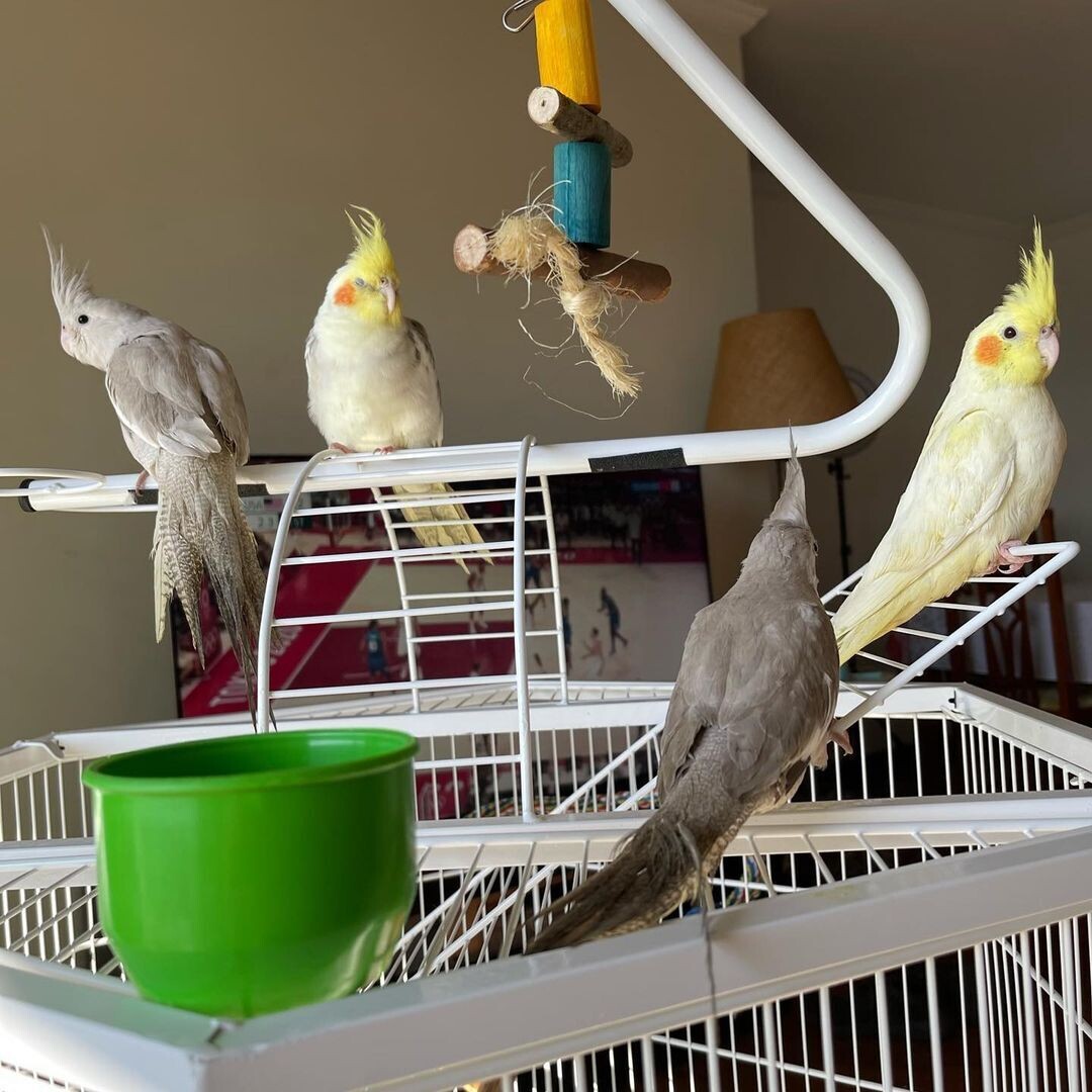 COCKATOO PARROTS