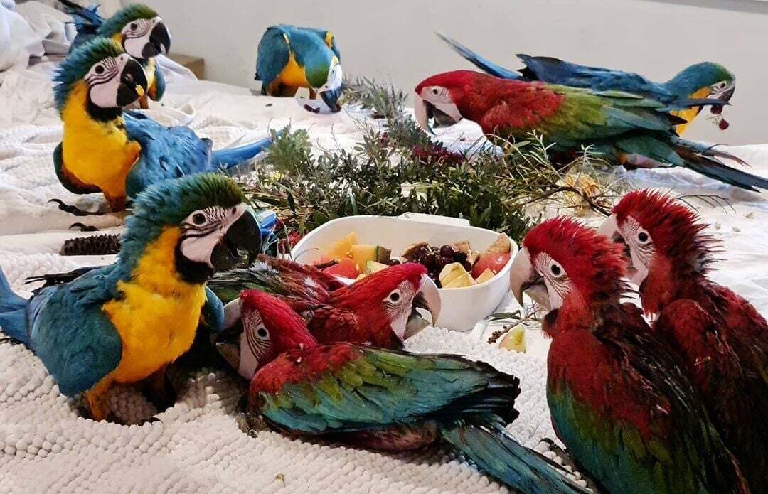 Blue &amp; Gold, Blue throated, Greenwinged, Hyacinth, Scarlet Macaw