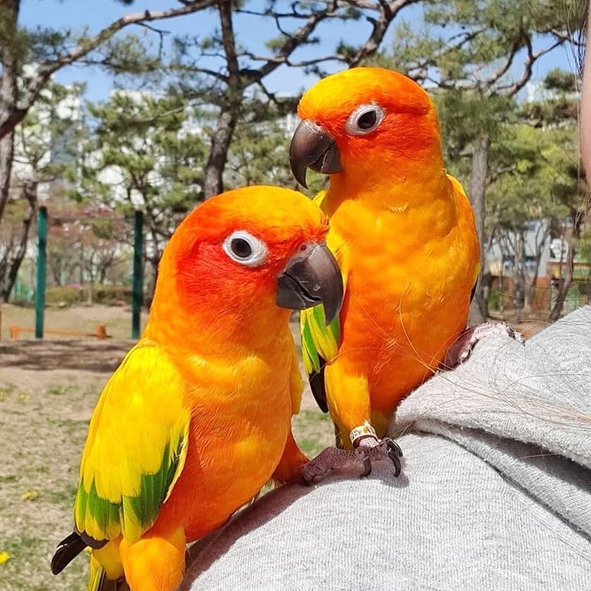 RINGNECK PARAKEET/COCKATIELS/CONURES