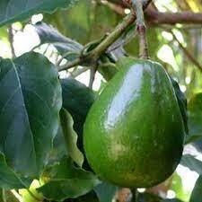 Avocat tropical au Kg