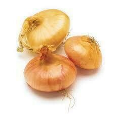 Onion Cipollini 10#
