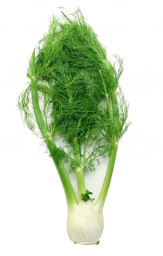 Fennel 12ct