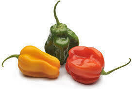 Pepper Habanero 8lb