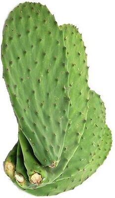 Cactus Leaf (Nopales)