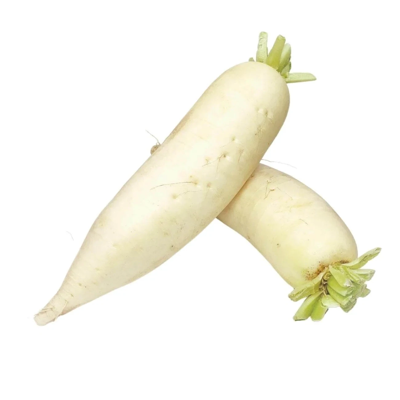 Daikon 40lb